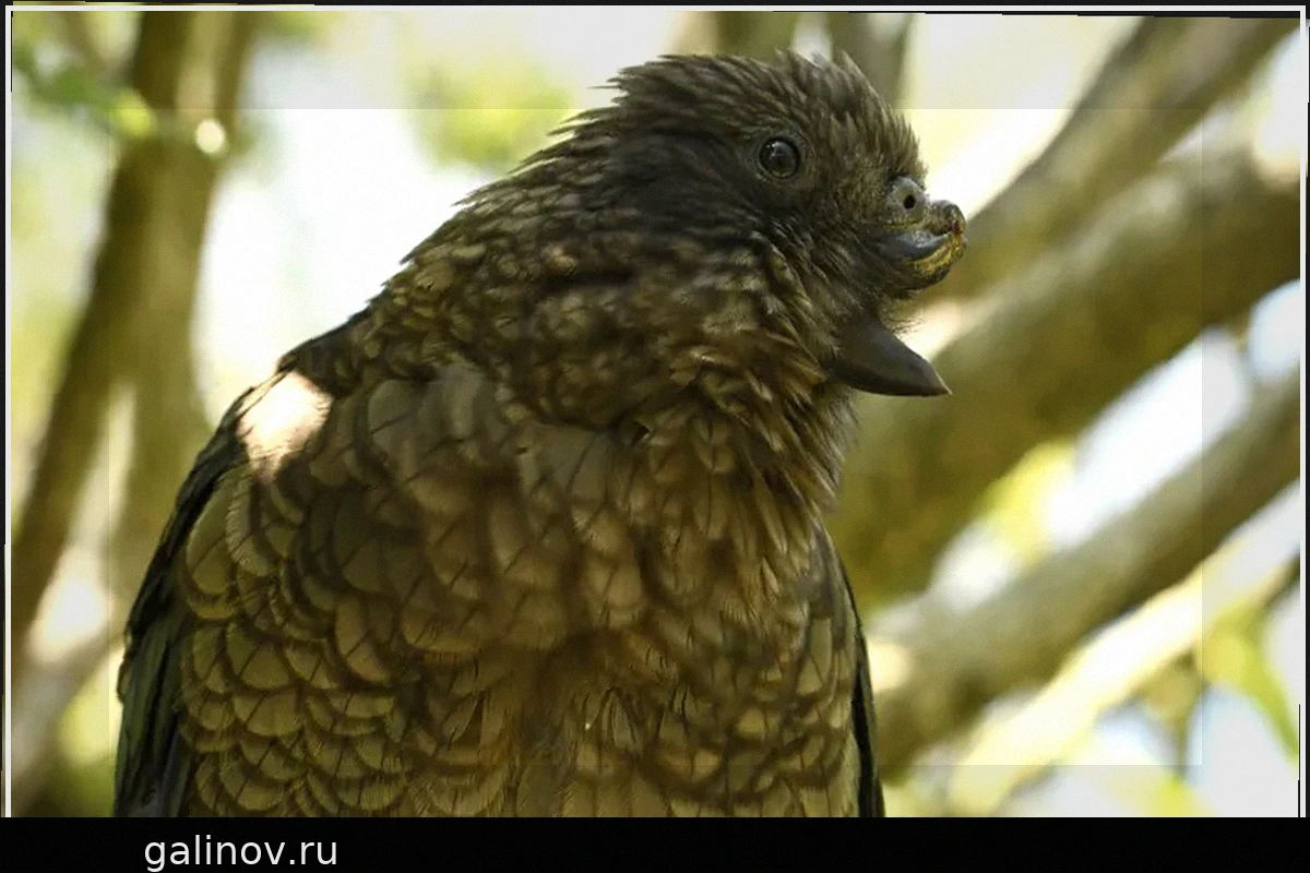 Попугай кеа Брюс: Инновационный Альфа-самец с Ограниченными Возможностями