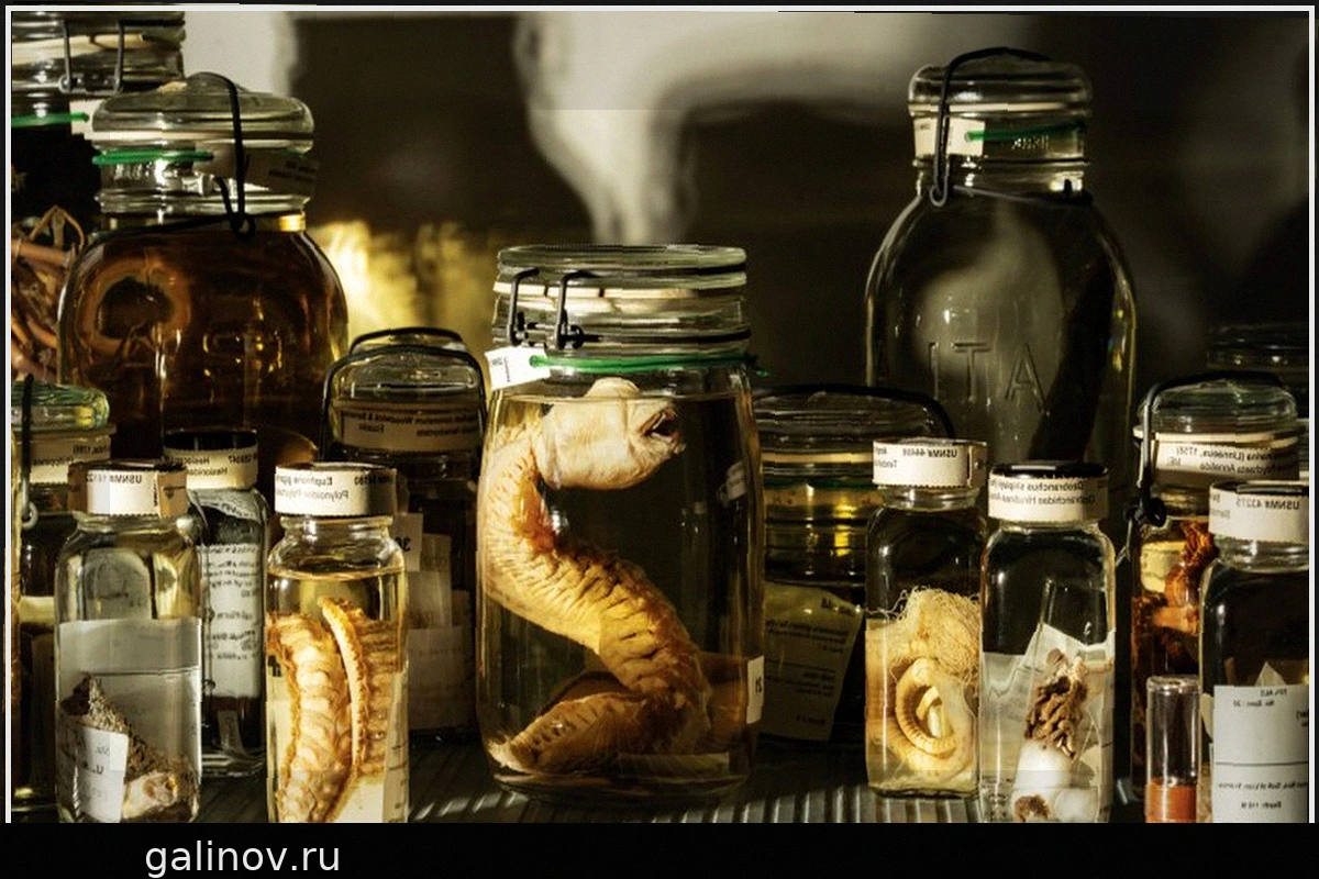 Тайны Смитсоновского института, которые поразят ваше воображение