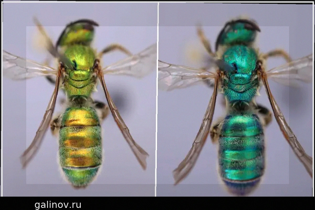 Влажность превращает пчел в зеленых