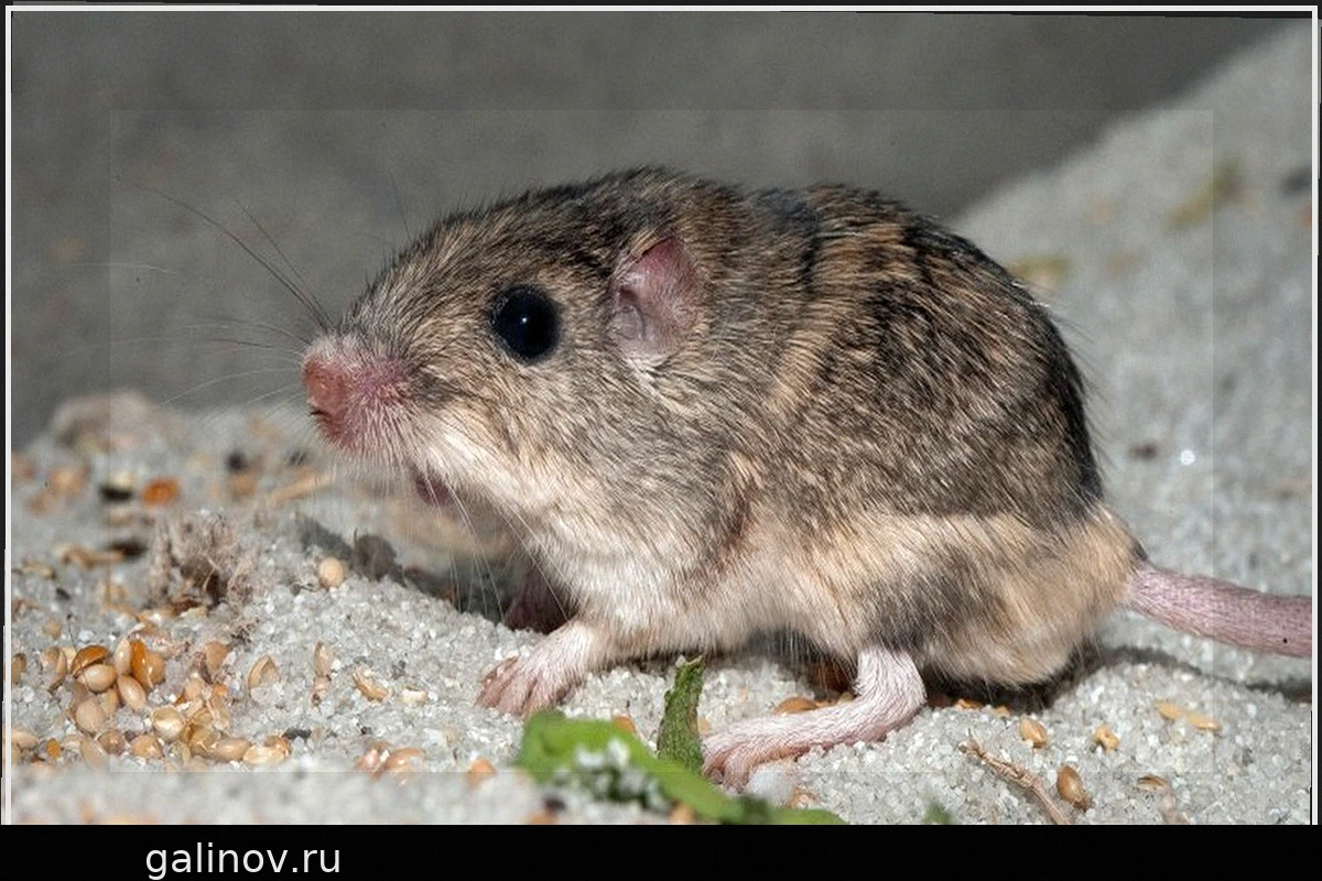 Исчезающей мыши может потребоваться помощь для адаптации к изменению климата