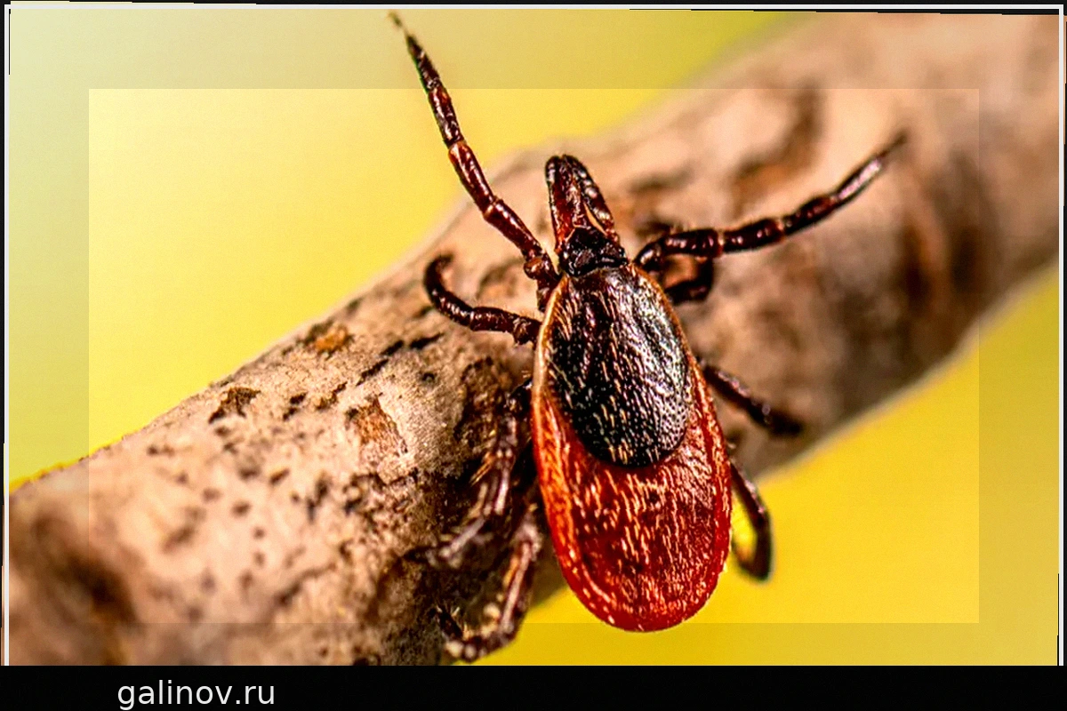 Достигнут существенный прогресс в создании вакцины против болезни Лайма