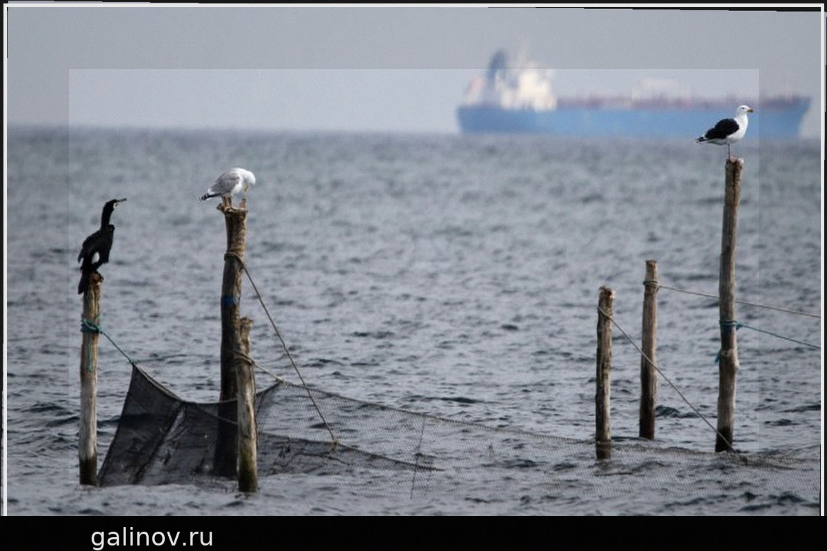 Буй с вращающимися глазами не смог обмануть морских птиц